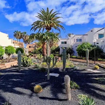 Red Hibiscus Irent Fuerteventura *